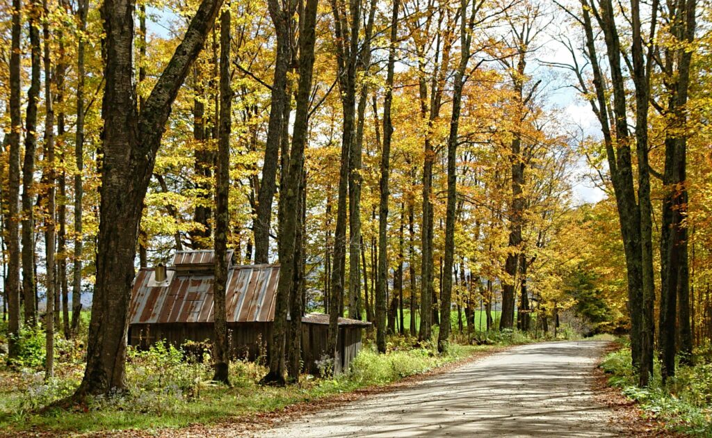 “Reliable Auto Movers truck transporting vehicles through a scenic rural landscape.”